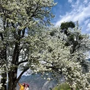 阿坝旅游 缩略图 7