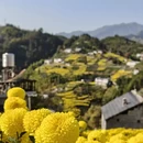 黄山旅游 缩略图 1