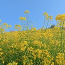 黄山旅游 缩略图 5