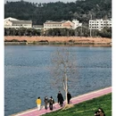 黄山旅游 缩略图 1