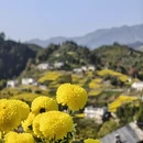 黄山旅游 缩略图 3