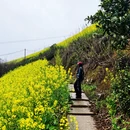 黄山旅游 缩略图 3