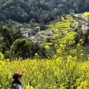 黄山旅游 缩略图 17