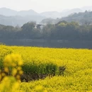 黄山旅游 缩略图 11