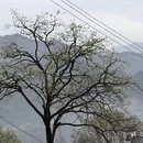 黄山旅游 缩略图 8