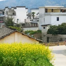 黄山旅游 缩略图 13