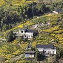 黄山旅游 缩略图 4