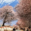 林芝旅游 缩略图 1