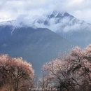 林芝旅游 缩略图 6