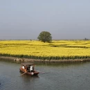 黄山旅游 缩略图 12