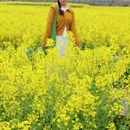 黄山旅游 缩略图 6