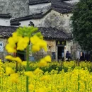 黄山旅游 缩略图 14