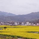 黄山旅游 缩略图 7