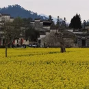 黄山旅游 缩略图 15
