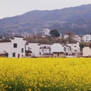 黄山旅游 缩略图 9