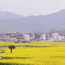 黄山旅游 缩略图 11