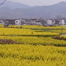 黄山旅游 缩略图 12