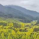 黄山旅游 缩略图 18