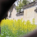 黄山旅游 缩略图 14