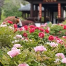 上海旅游 缩略图 9