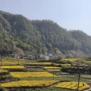 黄山旅游 缩略图 7