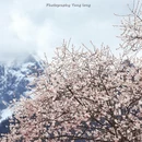 林芝旅游 缩略图 4