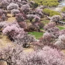 林芝旅游 缩略图 5