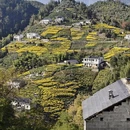 黄山旅游 缩略图 5