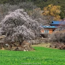林芝旅游 缩略图 9