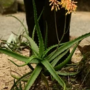 广州旅游 缩略图 14