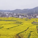 黄山旅游 缩略图 3