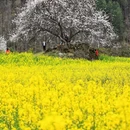 林芝旅游 缩略图 7