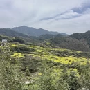 黄山旅游 缩略图 7