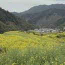 黄山旅游 缩略图 11