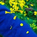 黄山旅游 缩略图 11