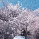 甘孜旅游 缩略图 1