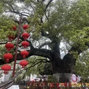 黄山旅游 缩略图 6