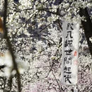 阿坝旅游 缩略图 4
