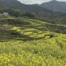 黄山旅游 缩略图 4