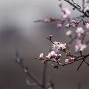 甘孜旅游 缩略图 3