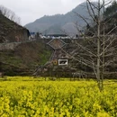 黄山旅游 缩略图 12