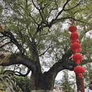 黄山旅游 缩略图 16