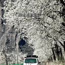 阿坝旅游 缩略图 5