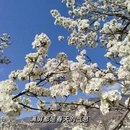 阿坝旅游 缩略图 6