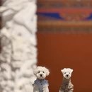 成都旅游 缩略图 1