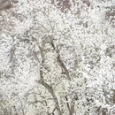 阿坝旅游 缩略图 4