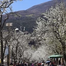 成都旅游 缩略图 11