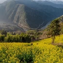 黄山旅游 缩略图 3