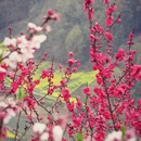 黄山旅游 缩略图 2