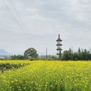 黄山旅游 缩略图 1